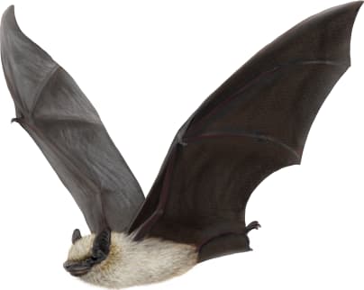 Canyon Bat