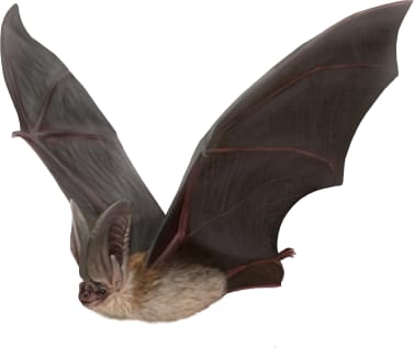 Townsend's Big-eared Bat