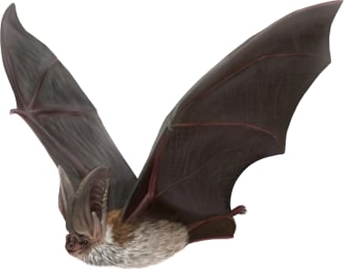 Rafinesque's Big-eared Bat