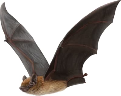 Big Brown Bat