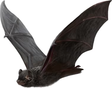 Silver-haired Bat