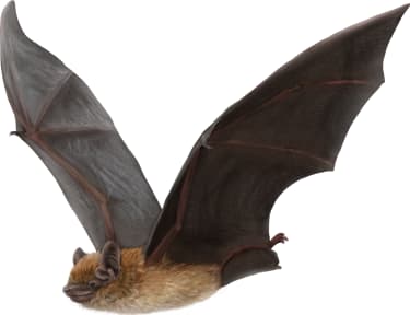 Evening Bat
