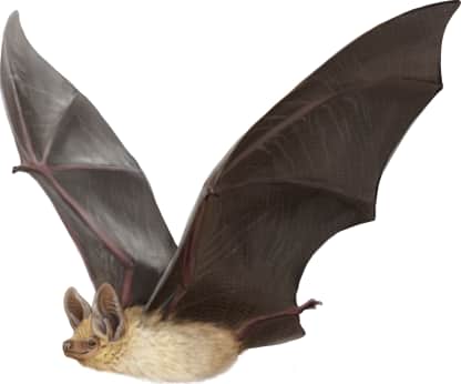 Pallid Bat