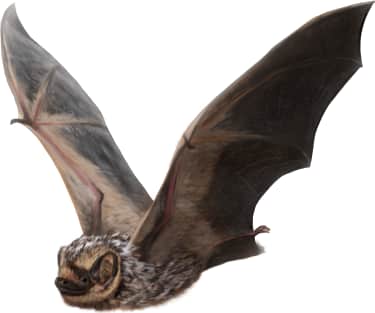 Hoary Bat