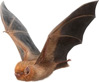 Western Red Bat
