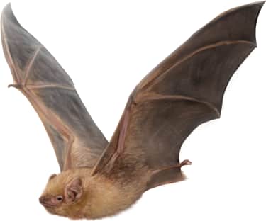 Western Yellow Bat