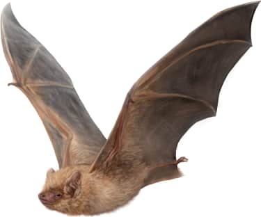 Southern Yellow Bat