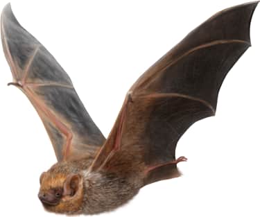 Seminole Bat
