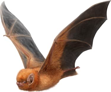 Eastern Red Bat