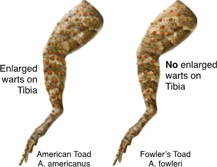 Fowler's Toad