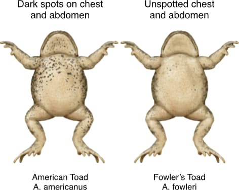 Fowler's Toad