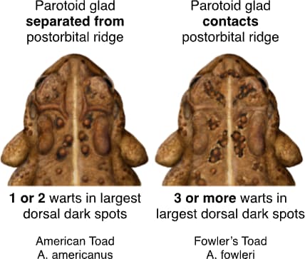Fowler's Toad