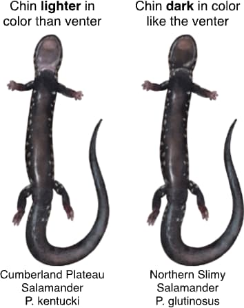 Cumberland Plateau Salamander
