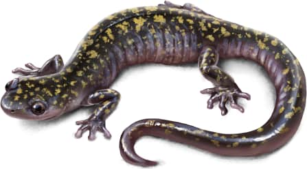 Hickory Nut Gorge Green Salamander