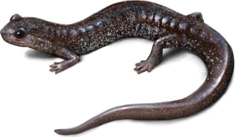 Shenandoah Mountain Salamander