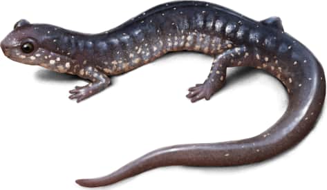 Wehrle's Salamander