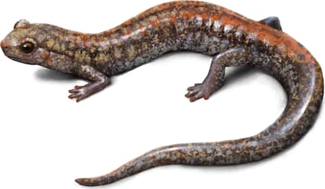 Big Levels Salamander