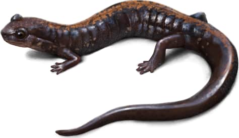 Shenandoah Salamander