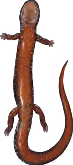 Larch Mountain Salamander