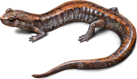 Larch Mountain Salamander