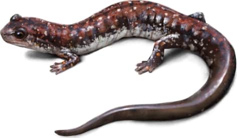 Rich Mountain Salamander