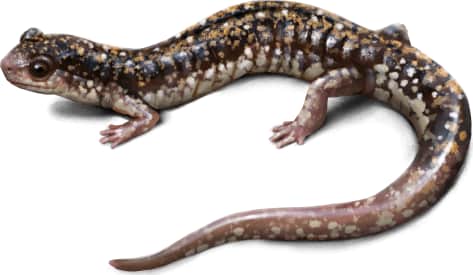 Caddo Mountain Salamander