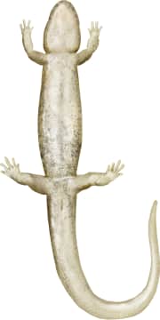 Wolf Dusky Salamander