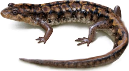 Foothills Dusky Salamander