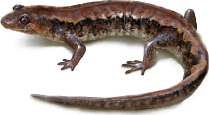 Foothills Dusky Salamander — Striped pattern