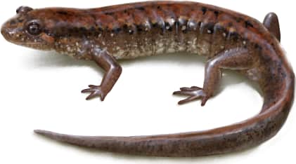 Piedmont Dusky Salamander