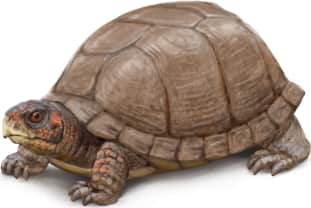 Three-toed Box Turtle