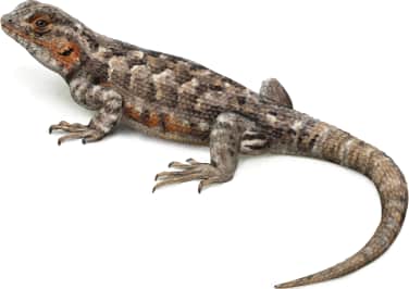Southern Sagebrush Lizard — Female