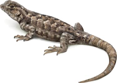 Southern Sagebrush Lizard — Female