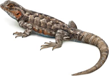 Southern Sagebrush Lizard